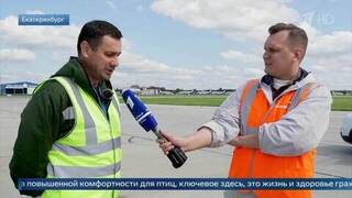 Птицы на аэродроме: орнитолог раскрыл, как спасает самолеты от пернатых