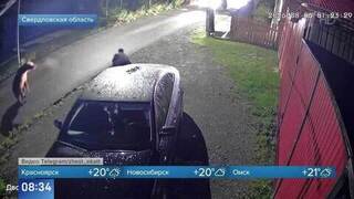 Нашествие медведей зафиксировали сразу в нескольких регионах Сибири