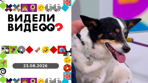 Скандал с курьером, собака-улыбака, самая нарядная собака. Видели видео? Выпуск от 23.08.2026