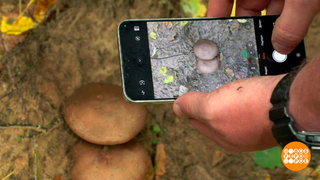 Нейросеть, пошли за грибами! Доброе утро. Фрагмент 