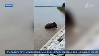 Семью слонов унесло течением из Непала в Индию: кадры спасения