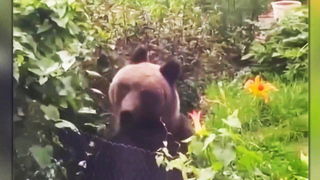 В Кемеровской области участились случаи выхода медведей к людям