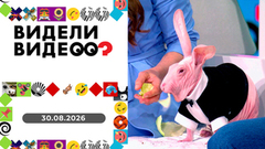 Спасение ворона, собаки на море, голый кролик. Видели видео? Выпуск от 30.08.2026