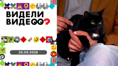 Шпиц и его команда; кошка-веган; собака и лилиии. Видели видео? Выпуск от 20.09.2026