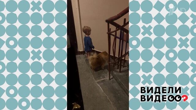 Шпиц и его команда. Видели видео? Фрагмент