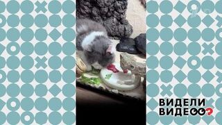 Кошка-веган. Видели видео? Фрагмент