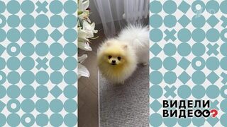 Собака и лилии. Видели видео? Фрагмент