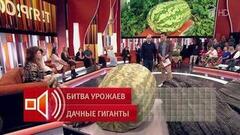 «Немного похудел». Огородник — о выращенном арбузе весом 110 кг. Пусть говорят. Фрагмент