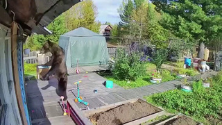 Главной причиной выхода медведей к людям в регионах России является нехватка корма в тайге