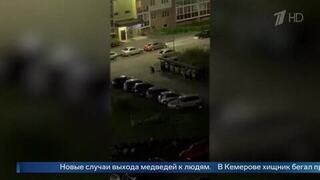 В Кемерове засняли медведя во двое жилого комплекса