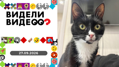 Инкубатор на удаленке, дед-супермодель, самый добрый поклейщик обоев. Видели видео?