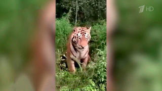 На Дальнем Востоке с размахом отметили День тигра