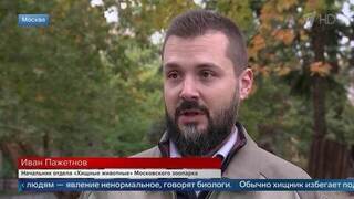 Эксперт: любая выкинутая из машины еда спровоцирует медведя искать легкое пропитание