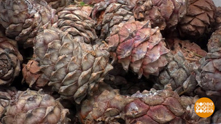 Кедровая охота. Доброе утро. Фрагмент