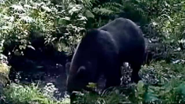 В Красноярском крае купающиеся медведи попали в объектив камер наблюдения. Хиты интернета