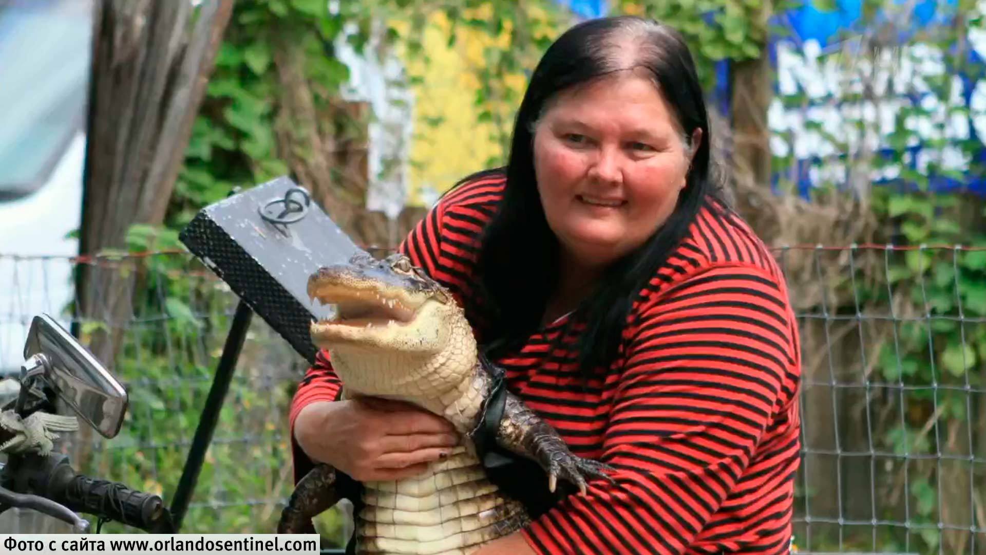 Аллигатор — лучший друг человека. Хиты интернета