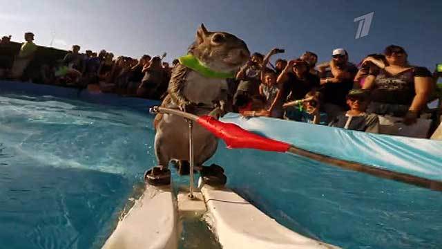 Белка на водных лыжах. Хиты интернета