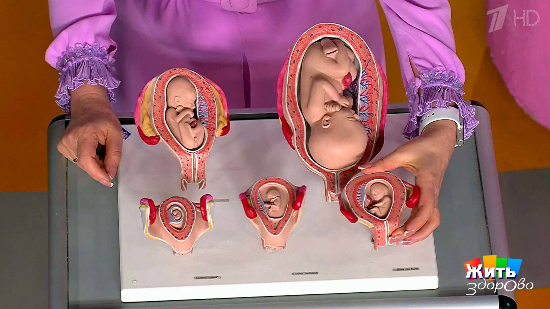 Включи видео неделя. Вакуумный аборт 5 недель. Мини-аборт (вакуум-аспирация). Вакуумный аборт 5-6 недель.