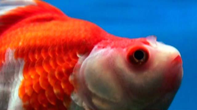 «Рыбкофобия» в Канаде: бывшие аквариумные обитатетели размножаются в дикой природе. Хиты интернета