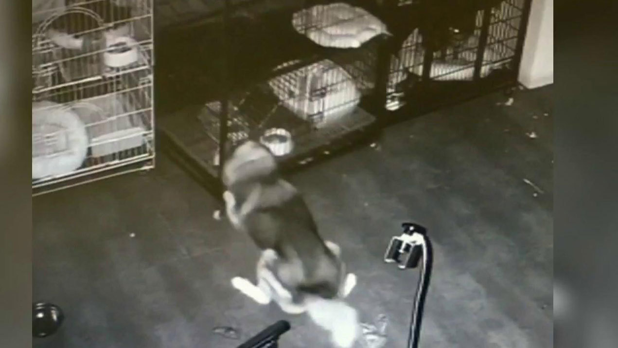 В Китае пес попытался организовать массовый побег из ветеринарной клиники. Хиты интернета