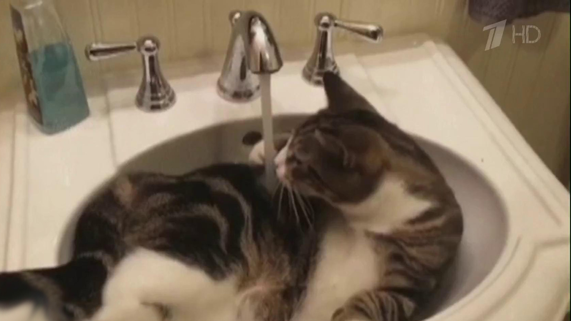 Новой звездой Сети стал кот — любитель водных процедур. Хиты интернета