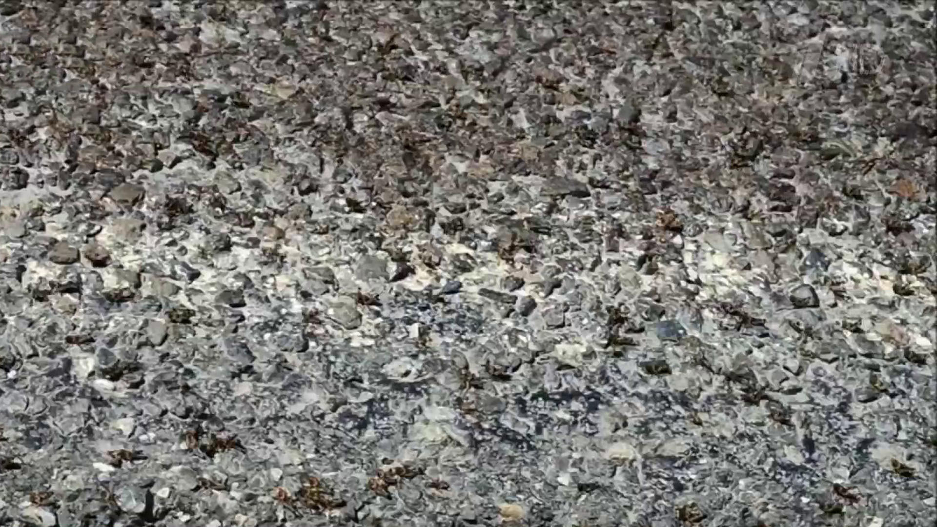 «В траве сидел кузнечик»: на Калмыкию обрушились полчища саранчи. Хиты интернета