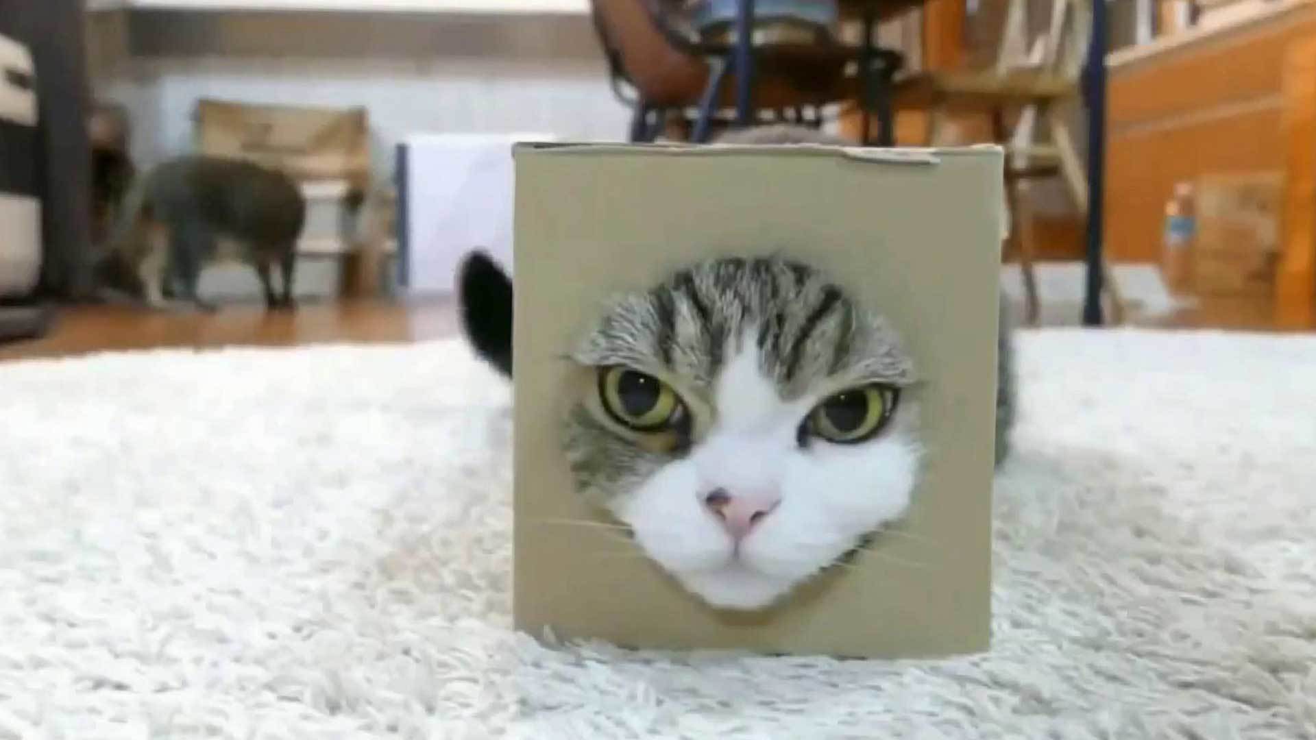 Первый канал представляет самые забавные ролики этого лета. Хиты интернета