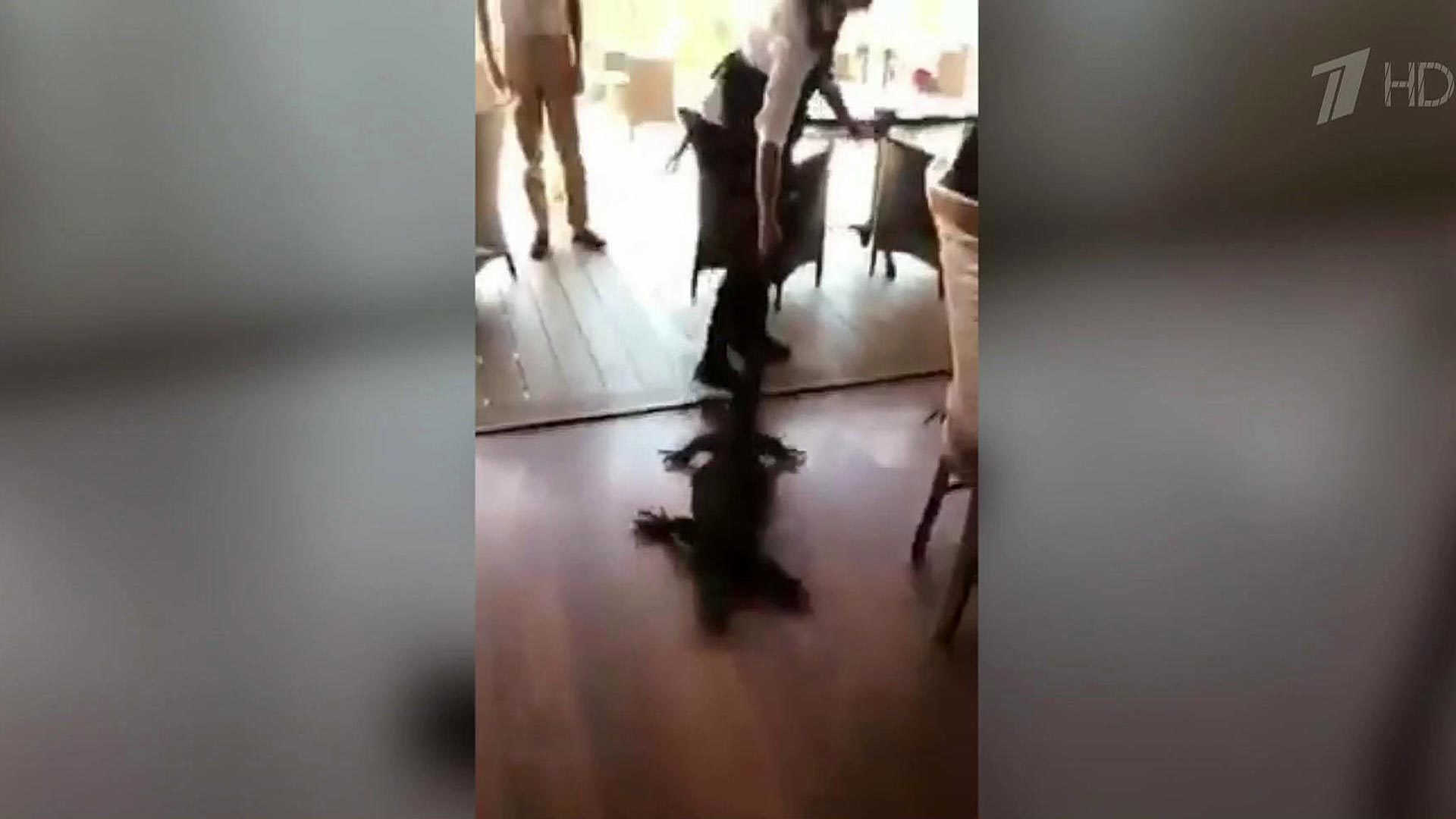 В Австралии храбрая официантка выдворила из кафе крупного варана. Хиты интернета