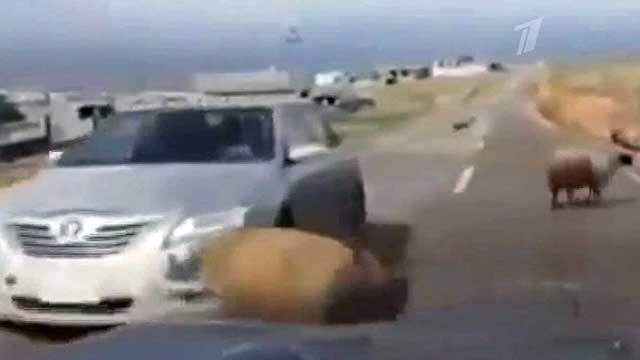 Баран идeт на таран! Хиты интернета